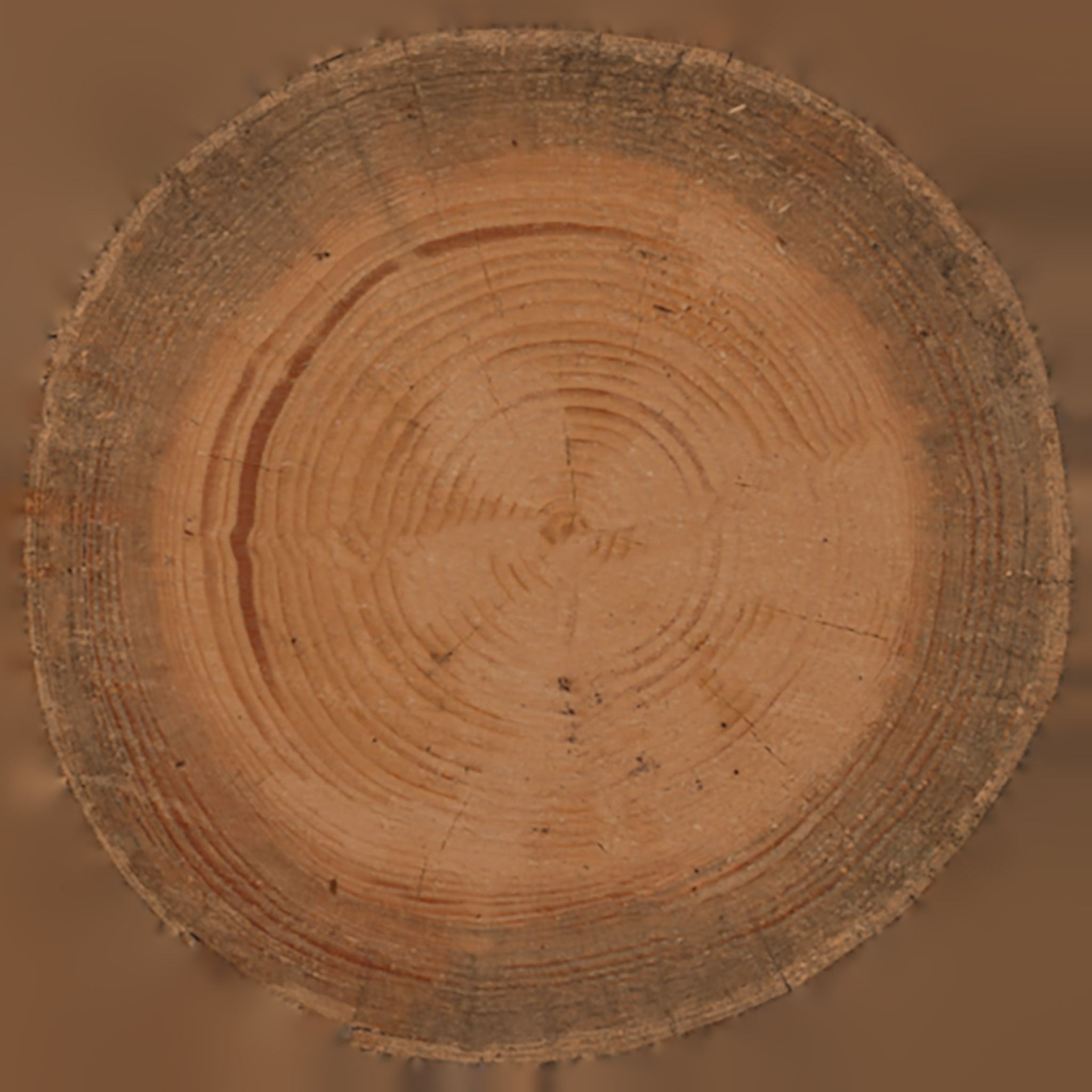 Affleck Tree Stump End Table thumbnail 4