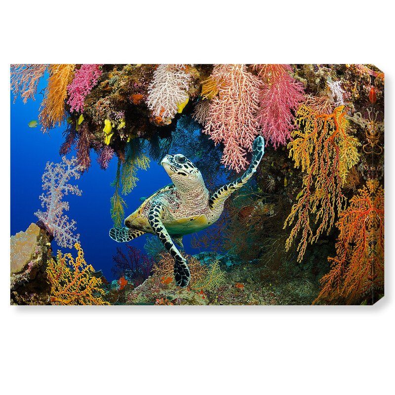 Hawksbill Turtle Fiji Wrapped Canvas Photograph Without Frame 45"x30" thumbnail 3