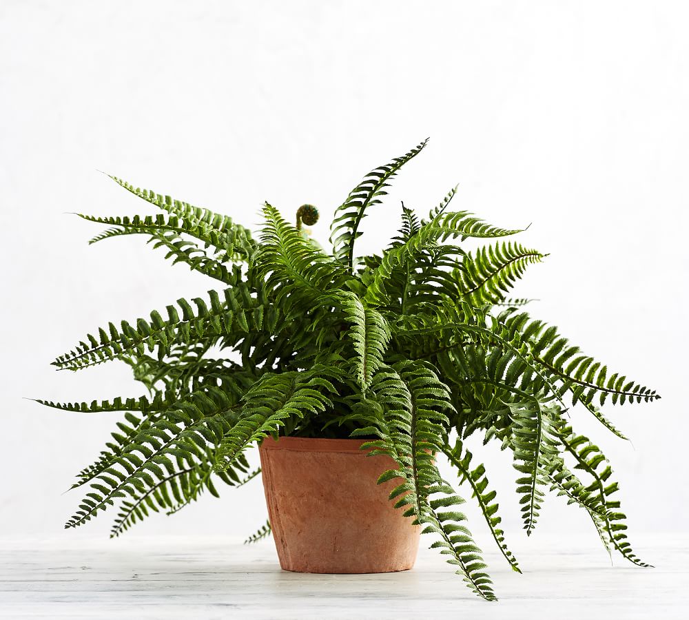 Faux Potted Boston Fern thumbnail 2