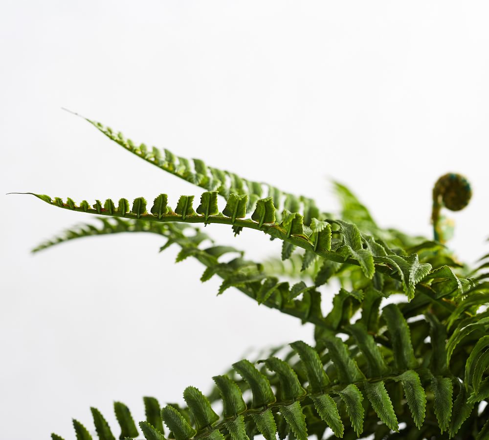 Faux Potted Boston Fern thumbnail 3