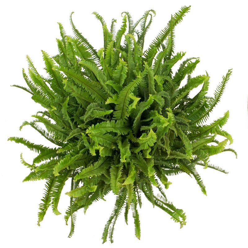 Fern Plant in Basket thumbnail 2