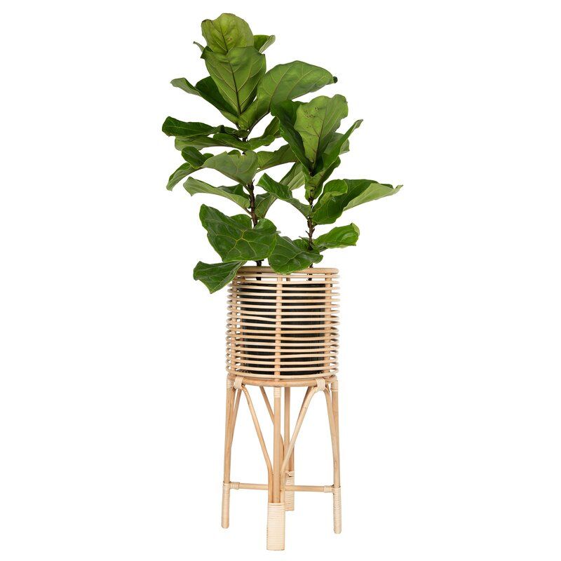 Brayden Plant Stand thumbnail 3