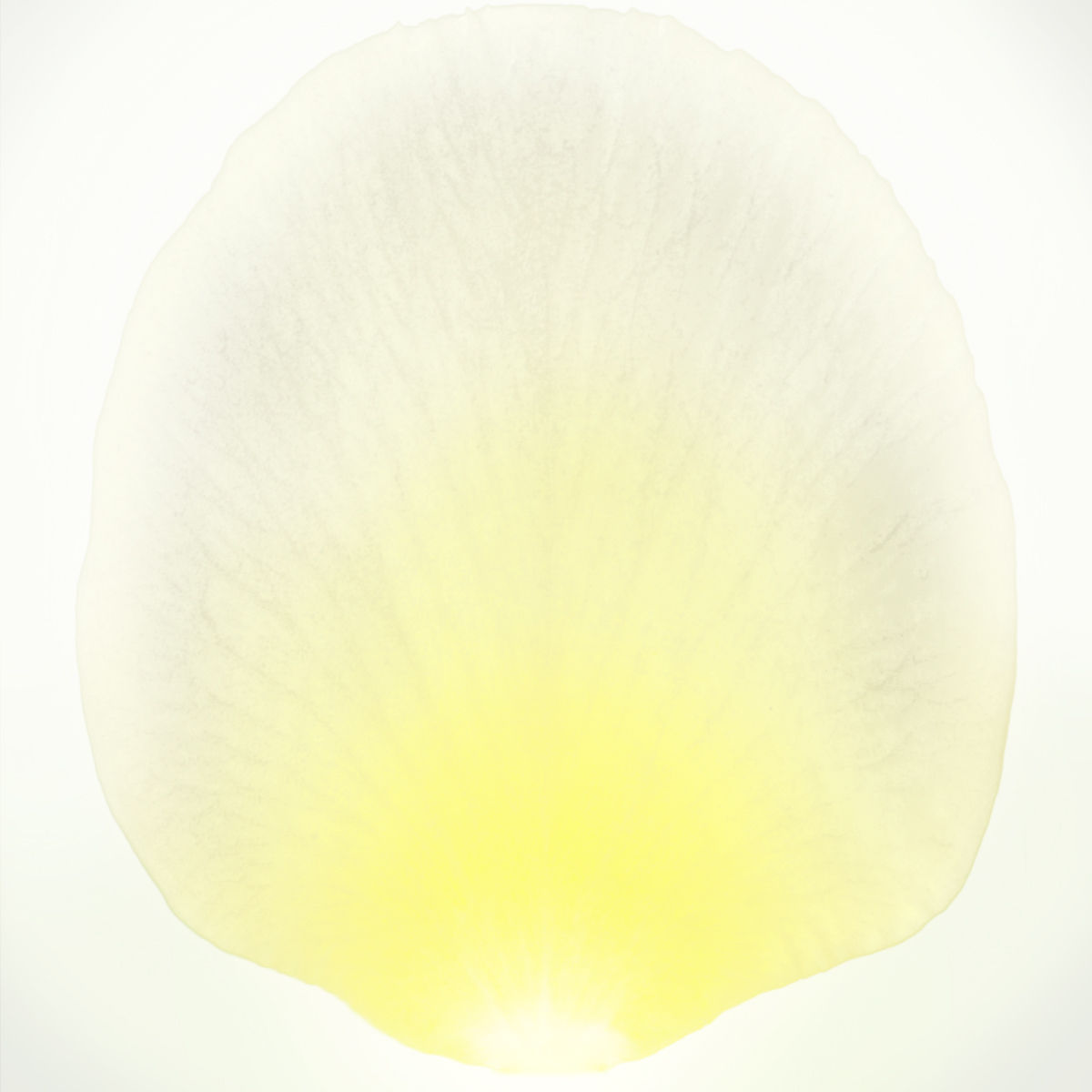 White Real Touch Rose Arrangement In Round Glass Vase thumbnail 5
