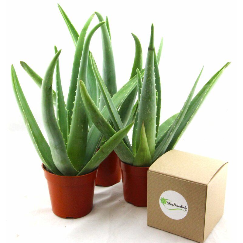 Shopsucculents Succulent Plant Desktop Plant in a Pot thumbnail 2