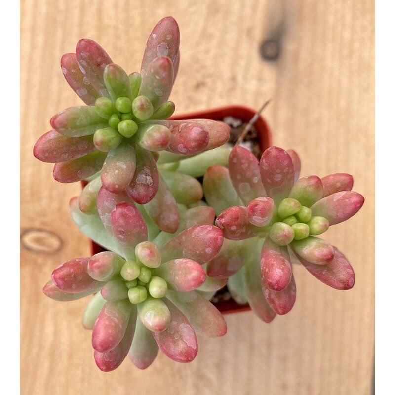 Primrue Succulent Plant in a Plastic Planter thumbnail 2