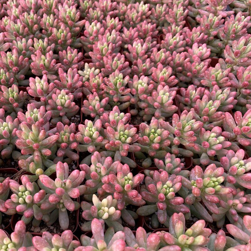 Primrue Succulent Plant in a Plastic Planter thumbnail 3