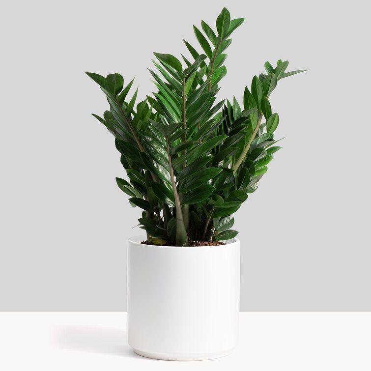 Porcelain Ceramic Pot Planter thumbnail 2
