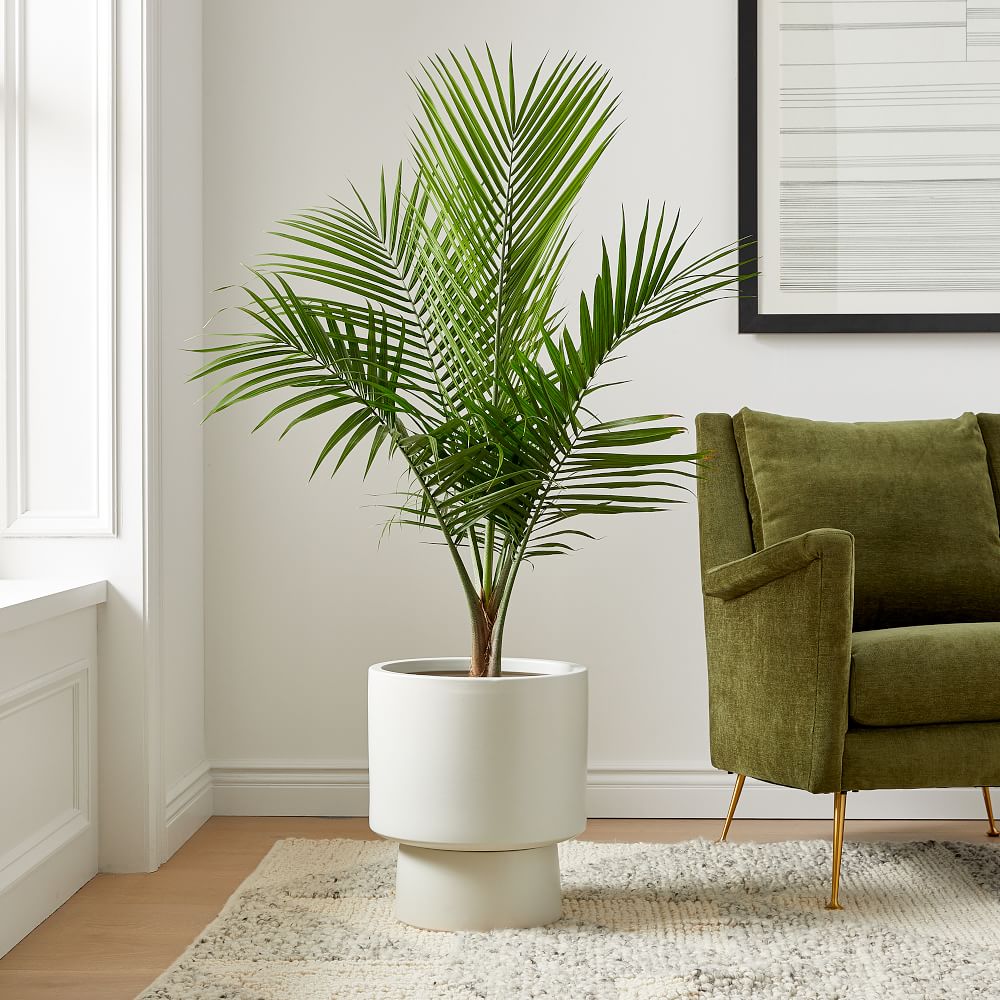 Live Majesty Palm Plant in 10" Grower Pot thumbnail 2