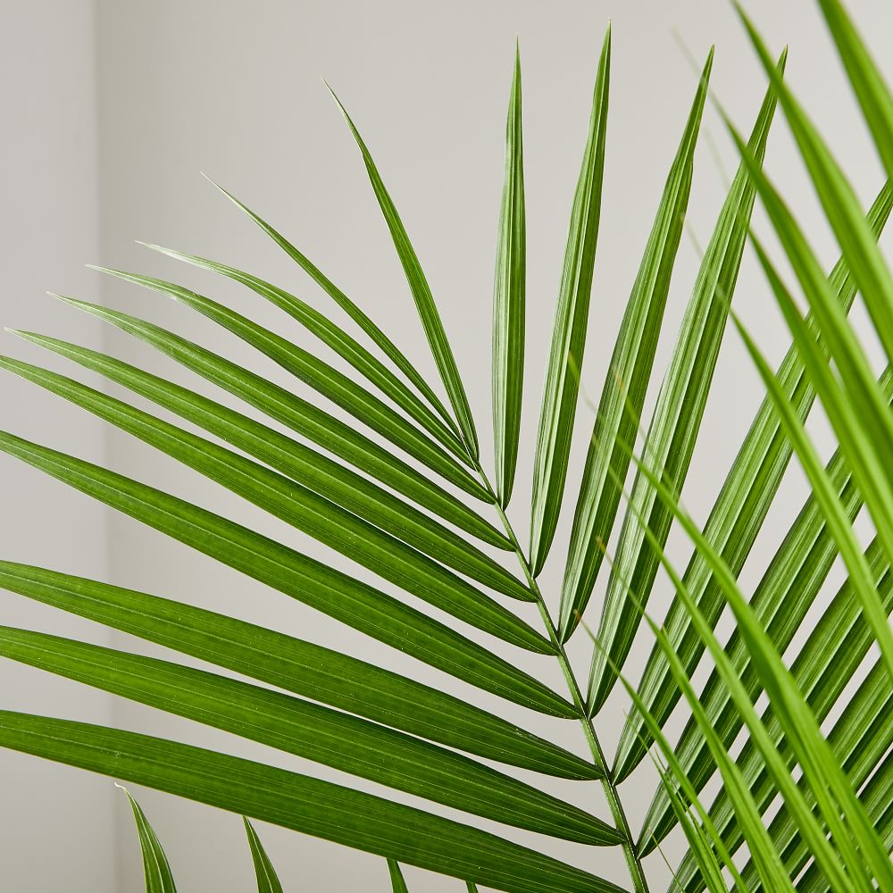 Live Majesty Palm Plant in 10" Grower Pot thumbnail 3