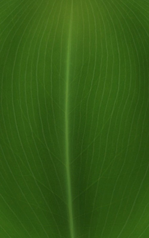 Live Majesty Palm Plant in 10" Grower Pot thumbnail 5