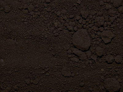 Live Majesty Palm Plant in 10" Grower Pot thumbnail 7