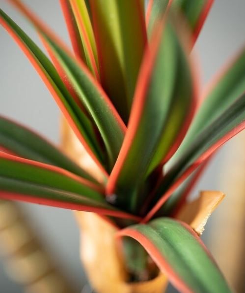 Sullivans Artificial Potted Spiky Dracaena Tree thumbnail 2