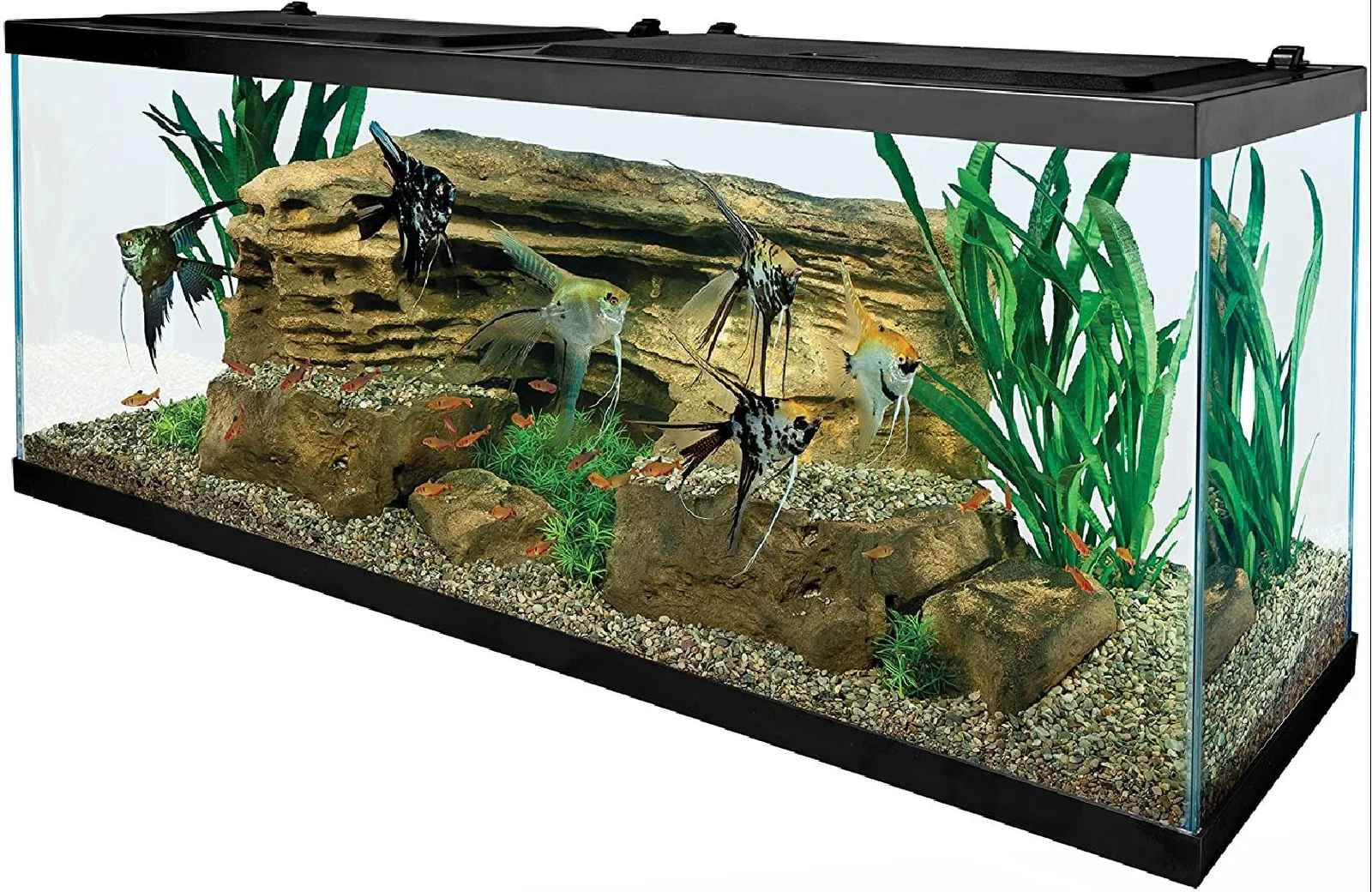 Aatikah Gallon Rectangle Aquarium Tank thumbnail 3