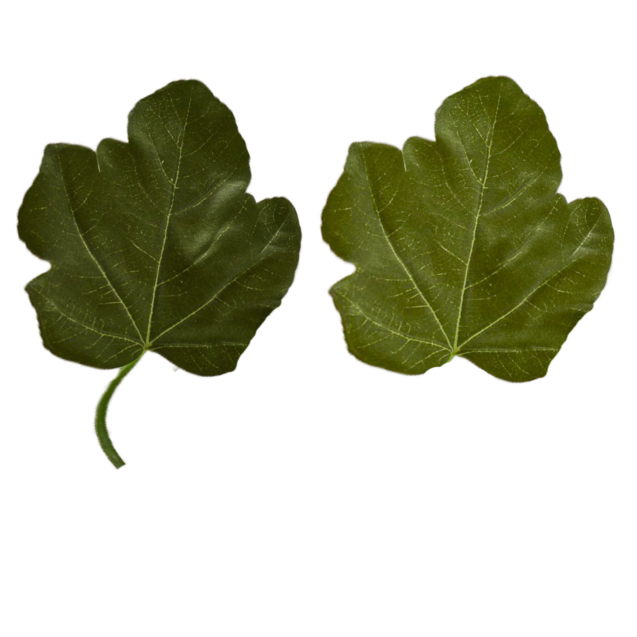 Faux Fig Tree Branch thumbnail 6