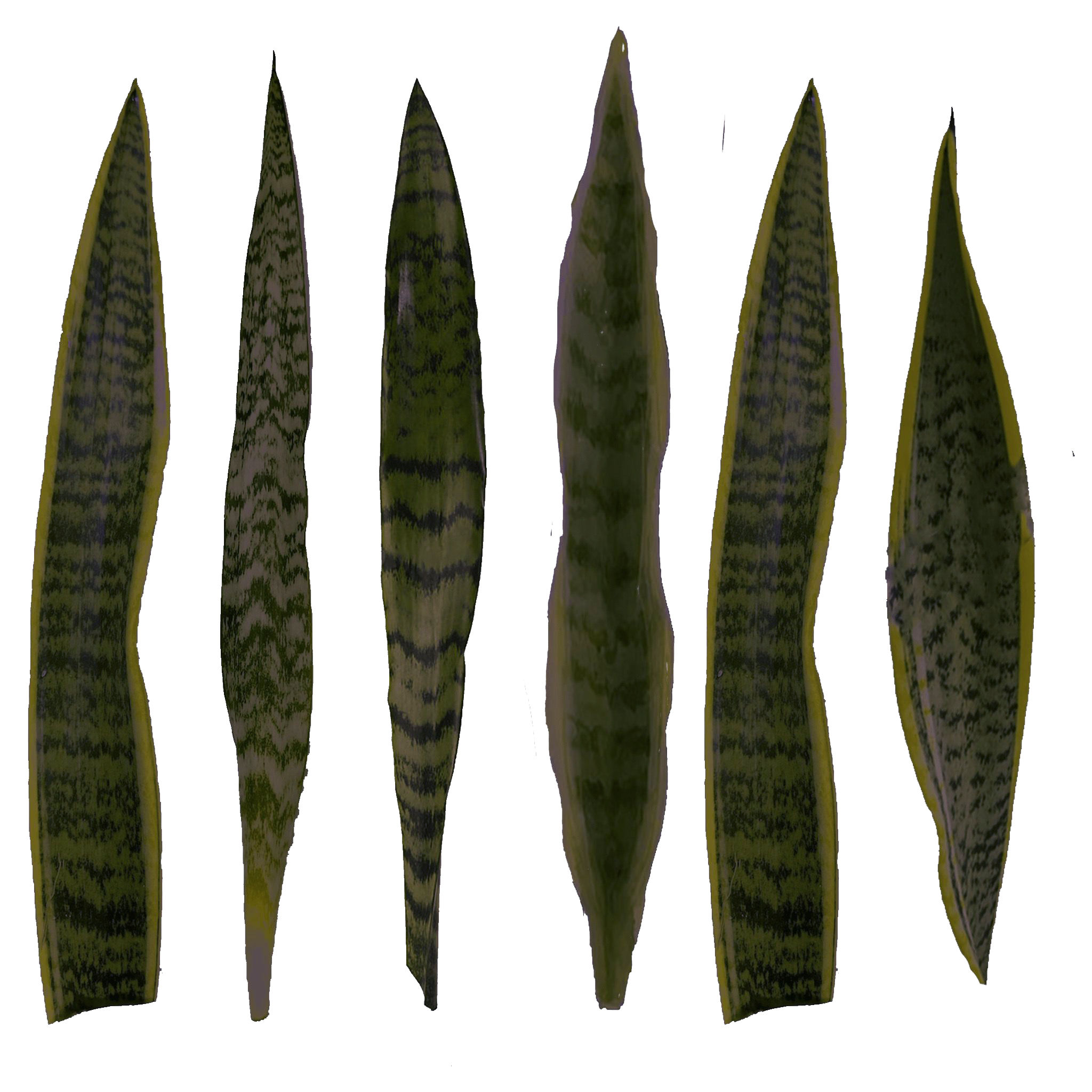 Sansevieria Faux Plant thumbnail 3