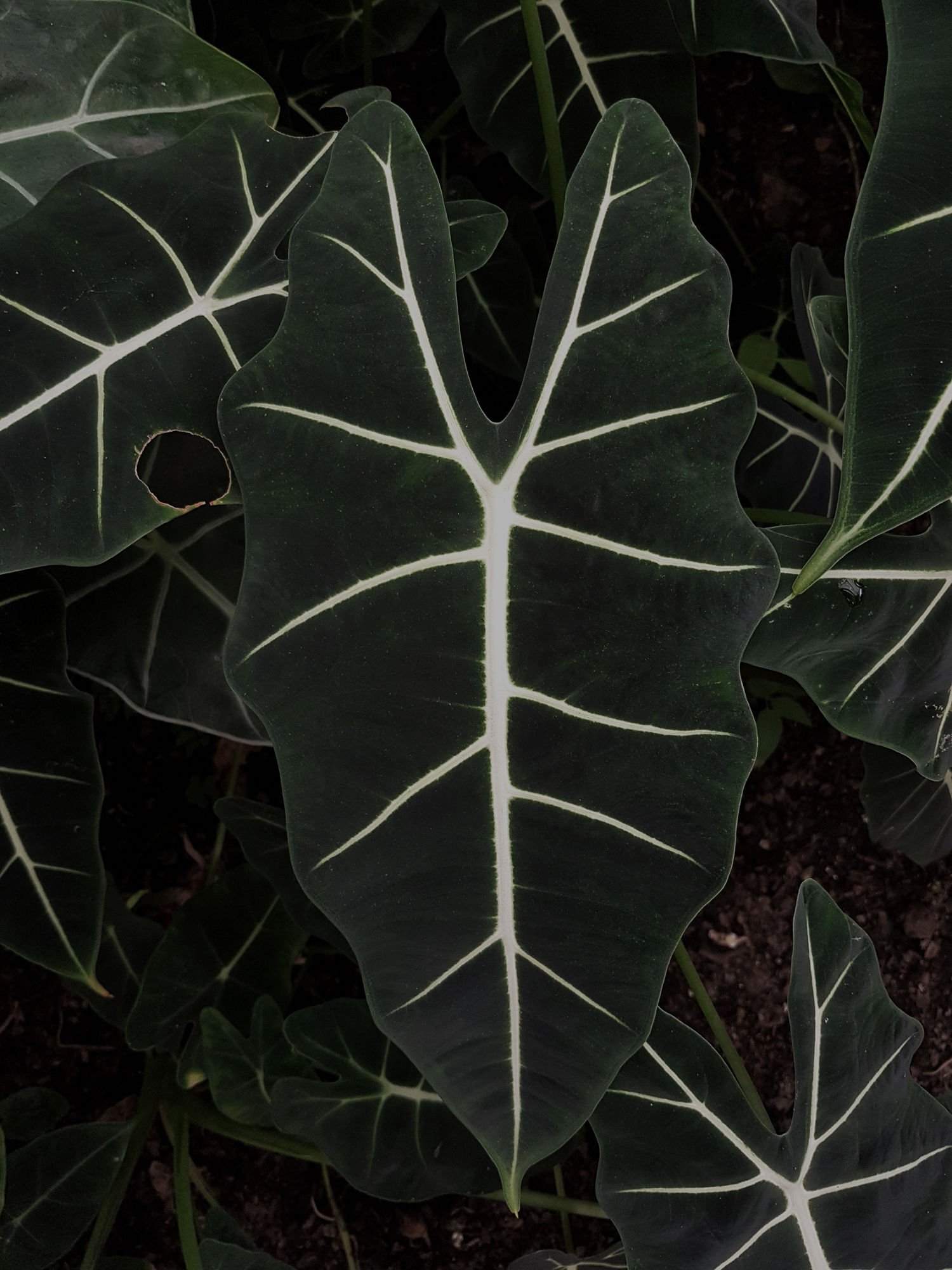 Faux Alocasia Tree thumbnail 6