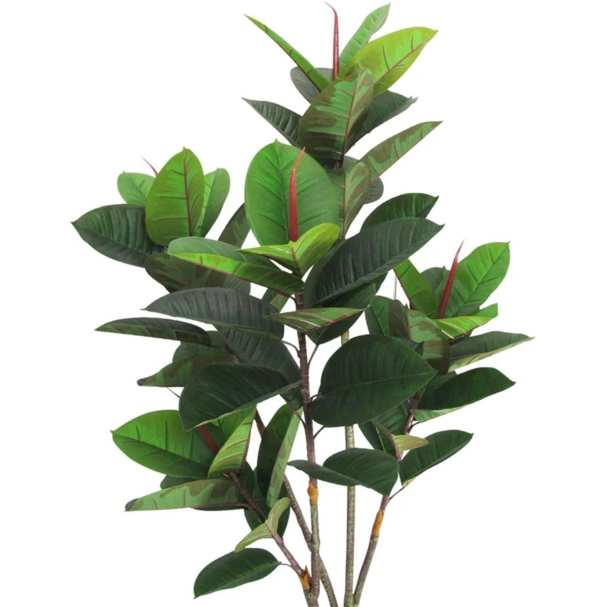 Rubber Tree and Small Fluted Planter Bundle thumbnail 2
