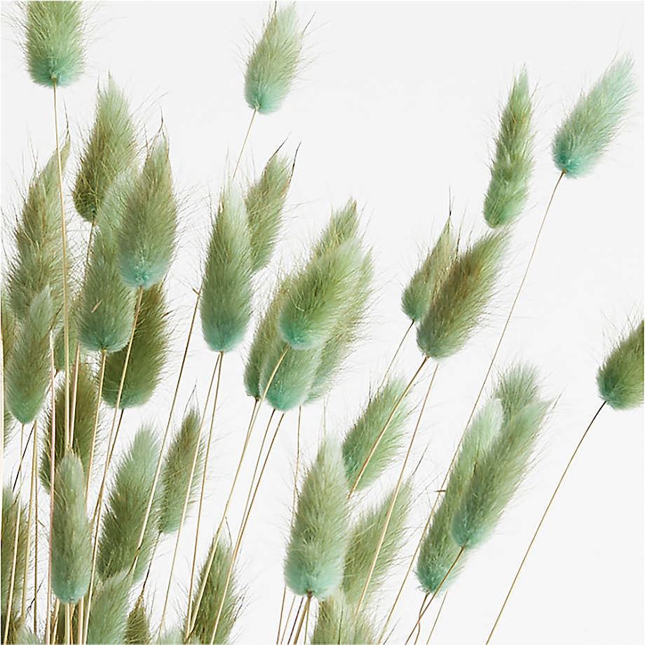 Dried Sage Bunny Tail Bunch thumbnail 4