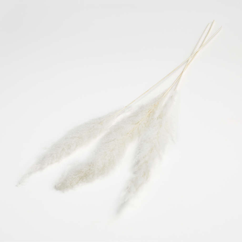 Bleached Grass Plume Dried Botanicals thumbnail 4