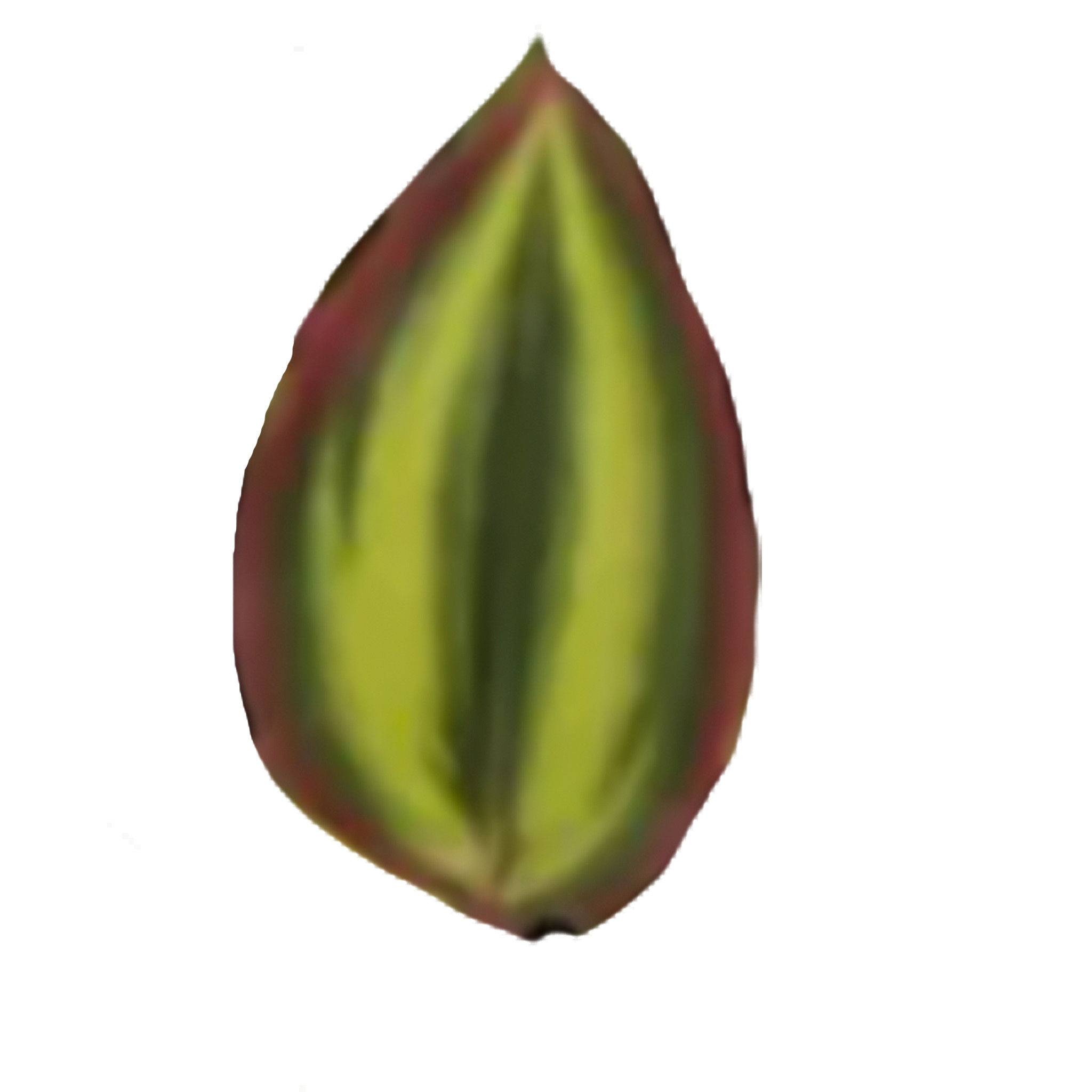 Wandering Jew Hanging Bush Ivy Plant thumbnail 3