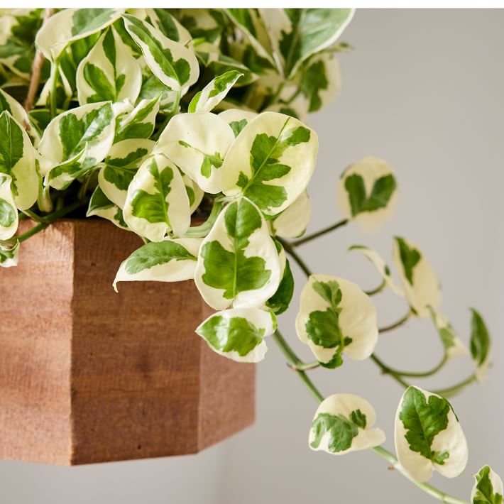 Pothos Plant in Hanging Wood Planter thumbnail 2