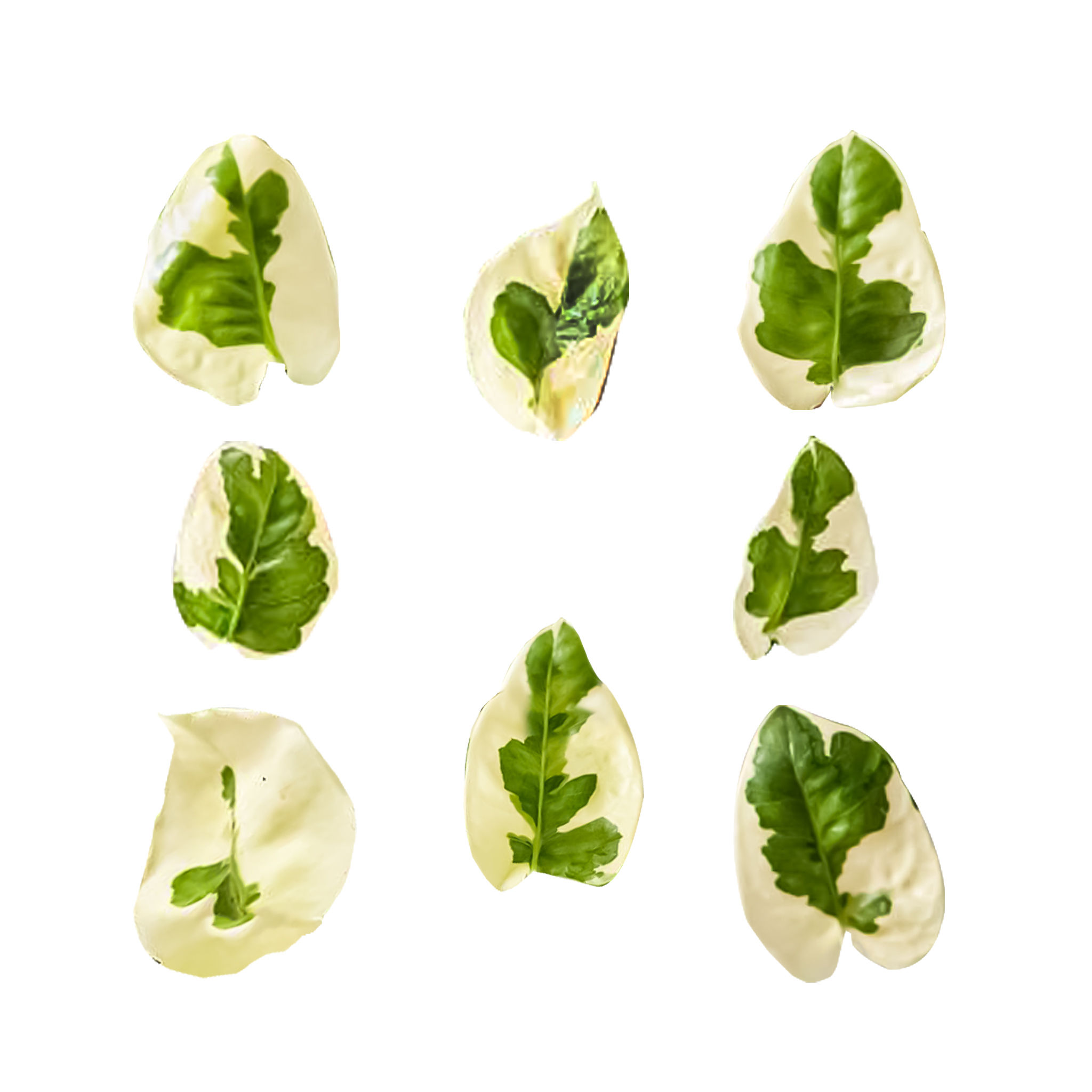 Pothos Plant in Hanging Wood Planter thumbnail 3
