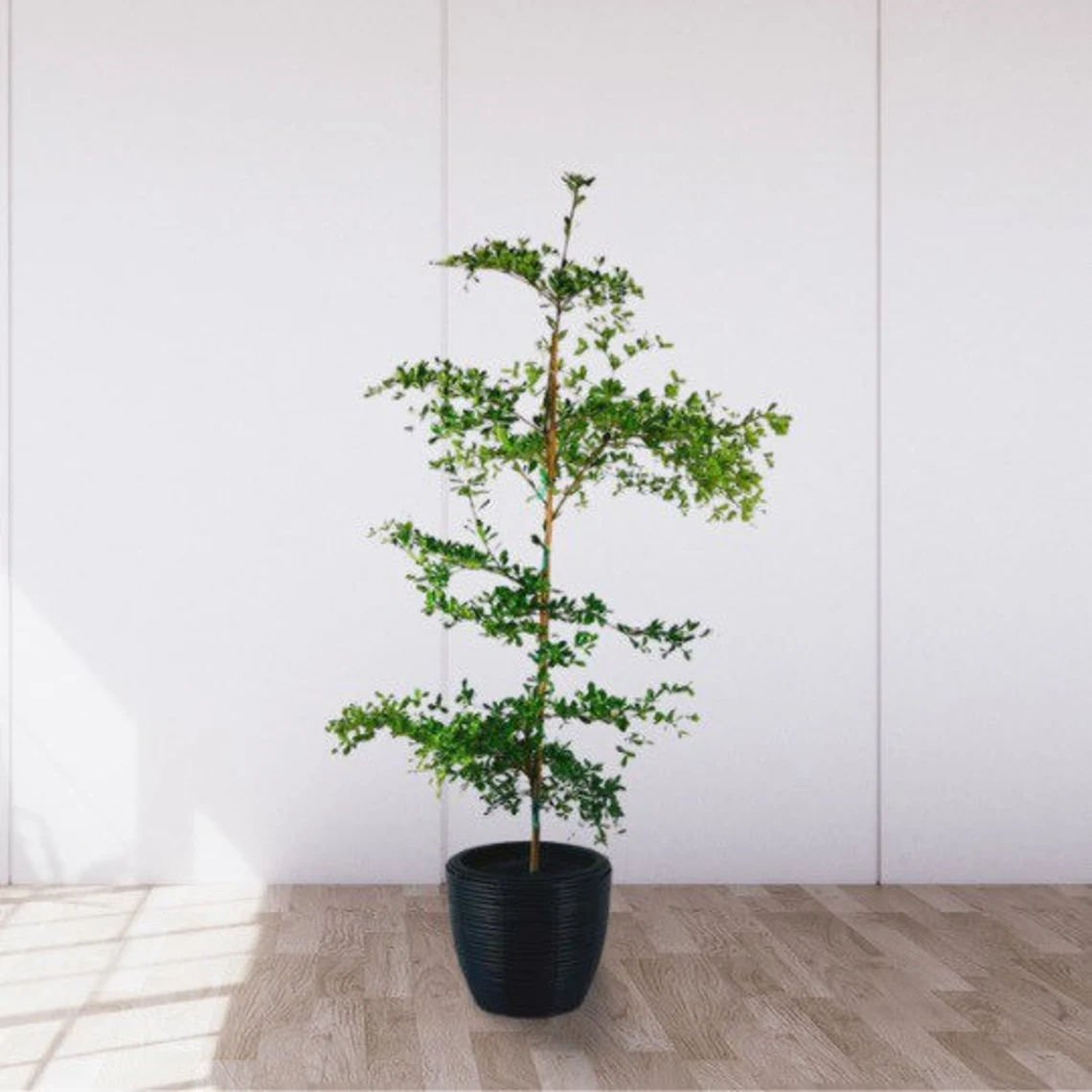 Shady Lady - Potted 4 feet Actual Photo thumbnail 2