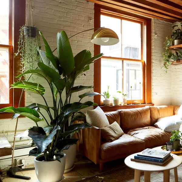 Bird of Paradise Plant thumbnail 2
