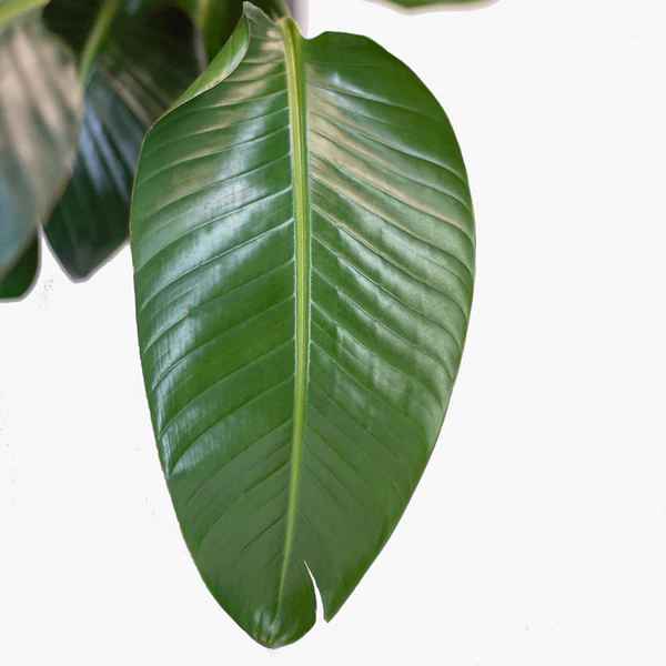 Bird of Paradise Plant thumbnail 3