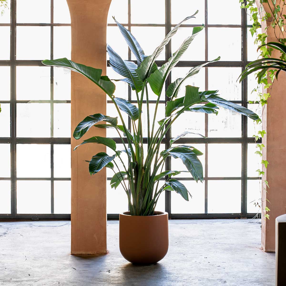 Bird of Paradise Plant thumbnail 4