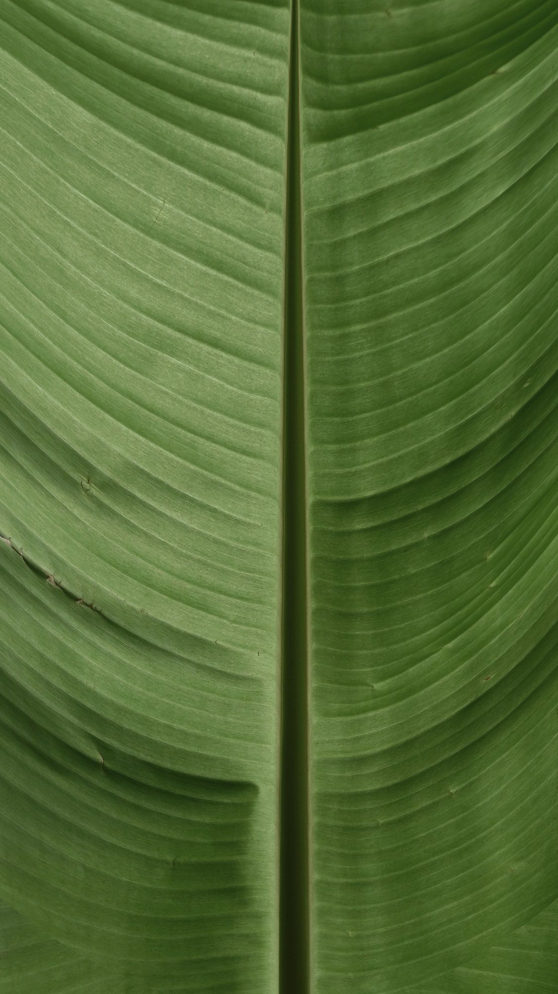 Bird of Paradise Plant thumbnail 5