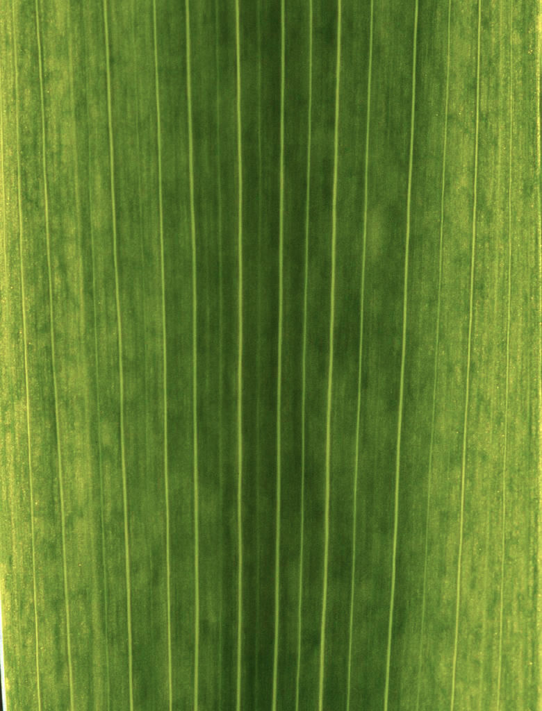 Ficus Alii Plant thumbnail 2