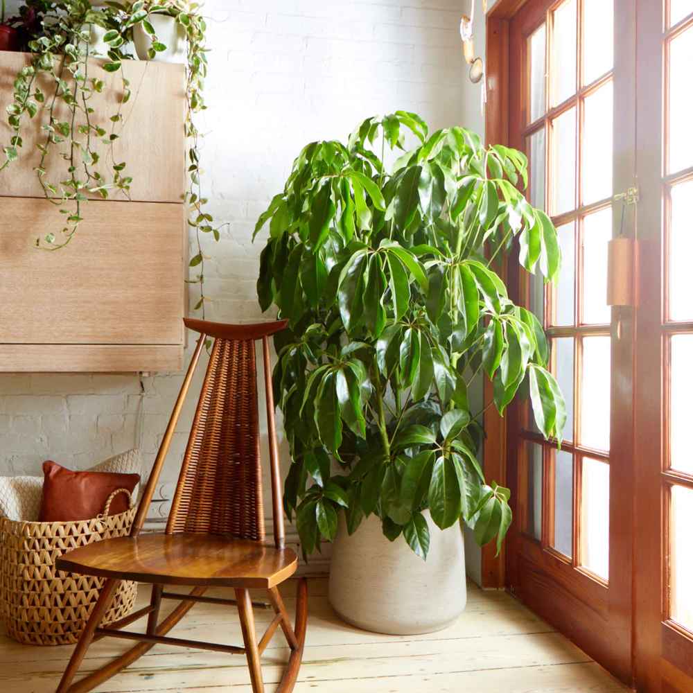 Schefflera Amate Plant thumbnail 2