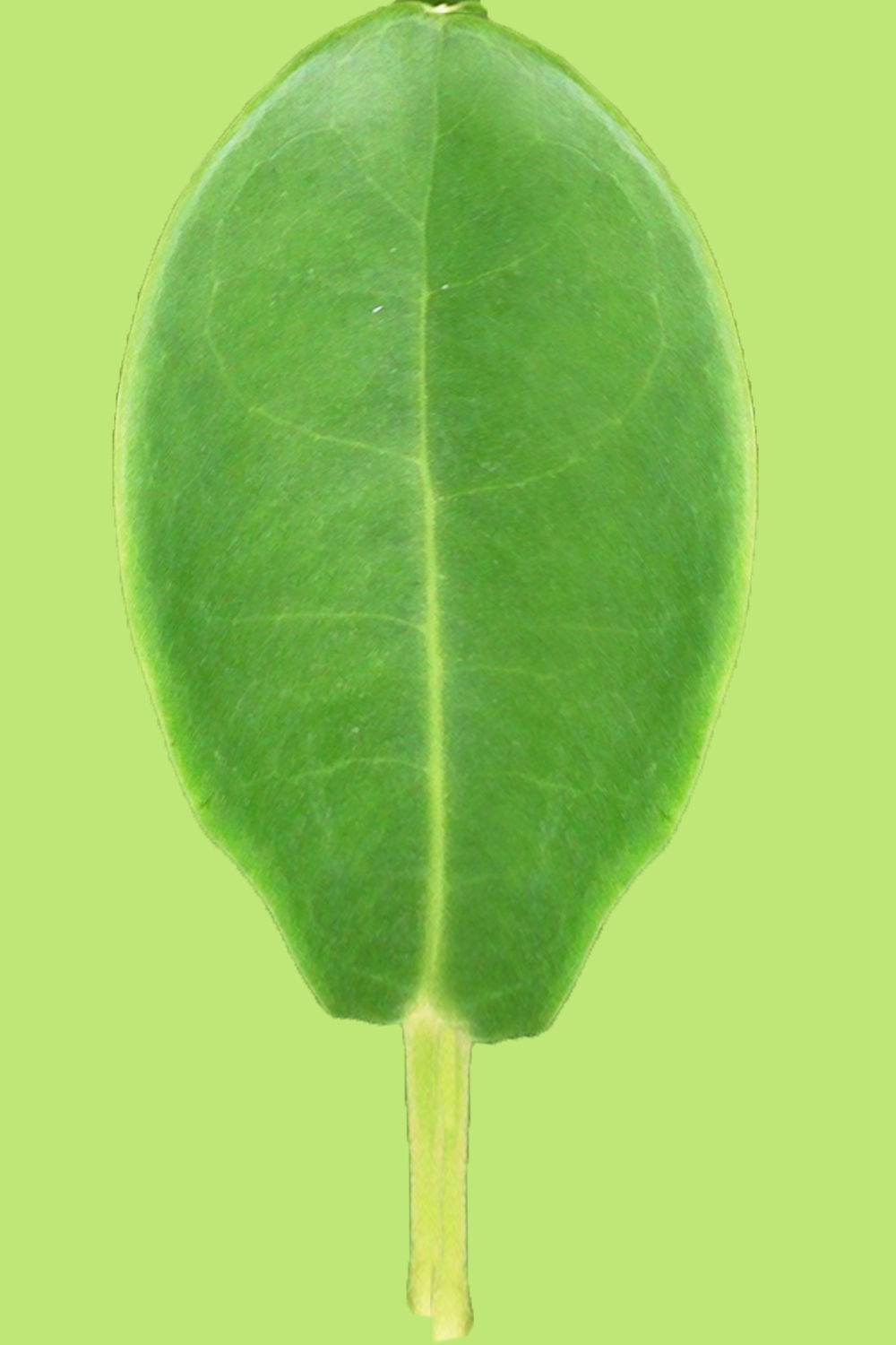 Schefflera Amate Plant thumbnail 3