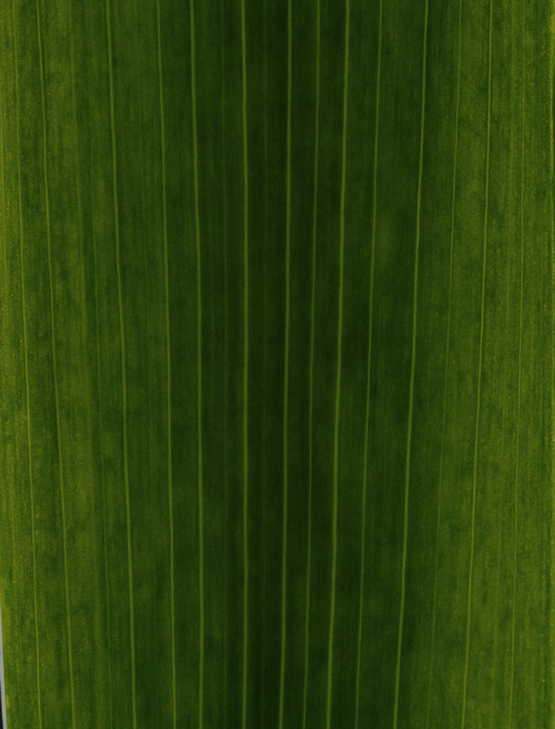 Faux Potted Plant thumbnail 2