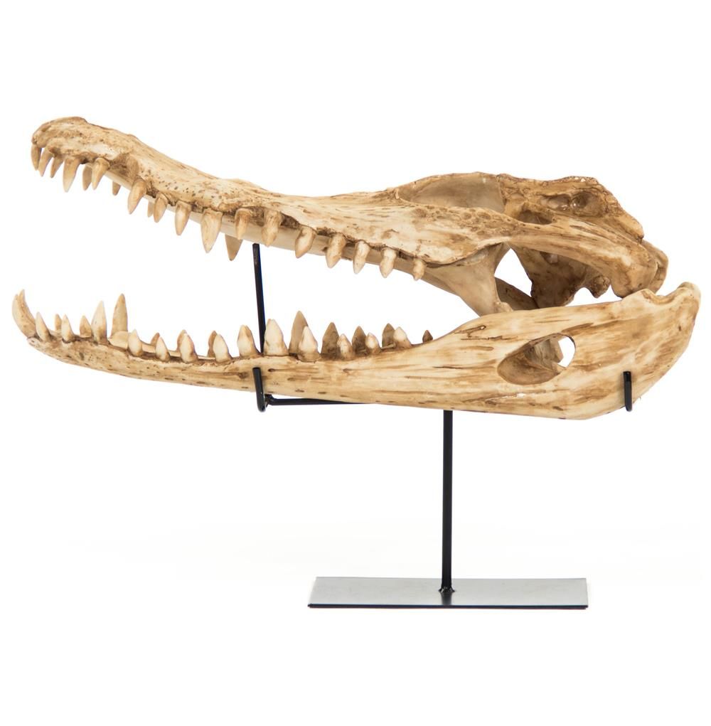 Tamiami Rustic Lodge Reproduction Alligator Skull Tabletop Sculpture thumbnail 2