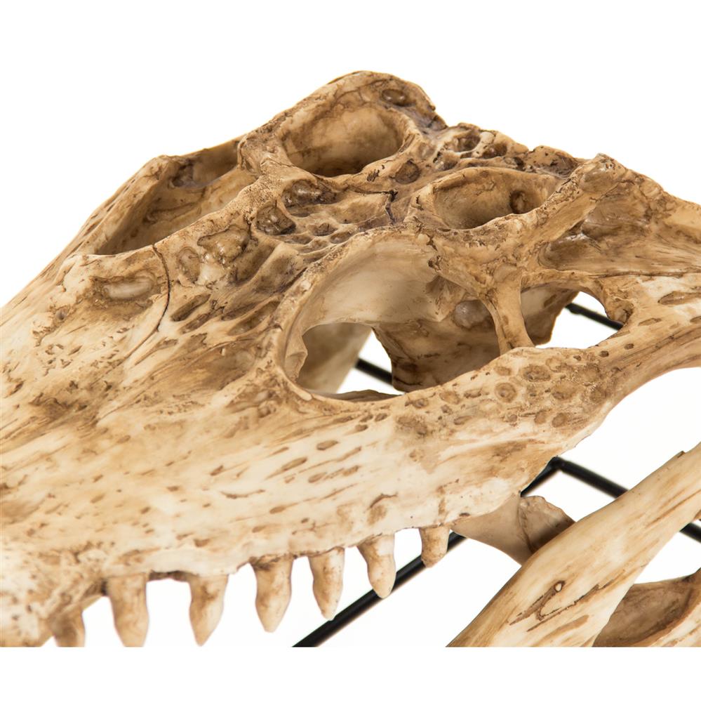 Tamiami Rustic Lodge Reproduction Alligator Skull Tabletop Sculpture thumbnail 3
