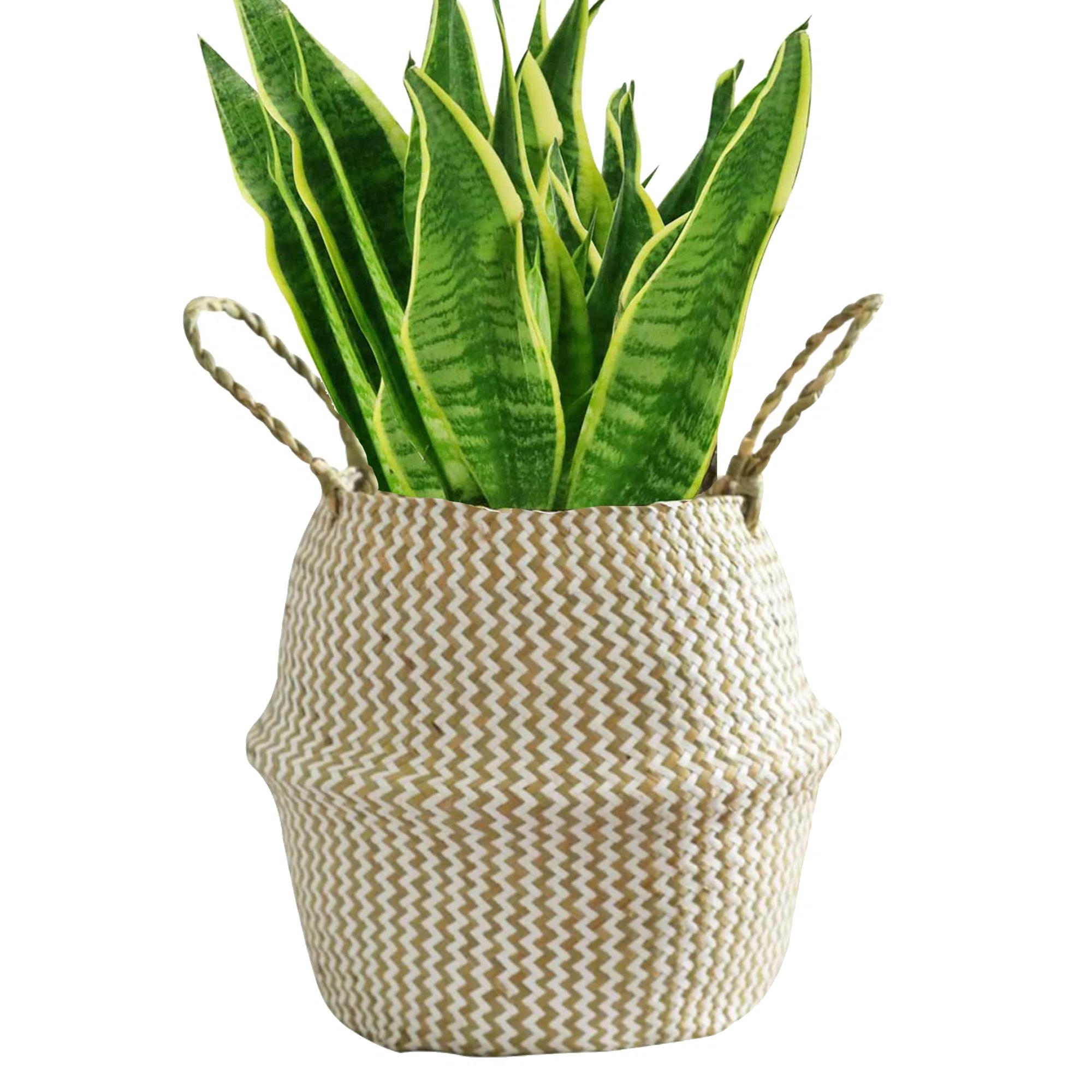 Natural Craft Seagrass Belly Basket thumbnail 2