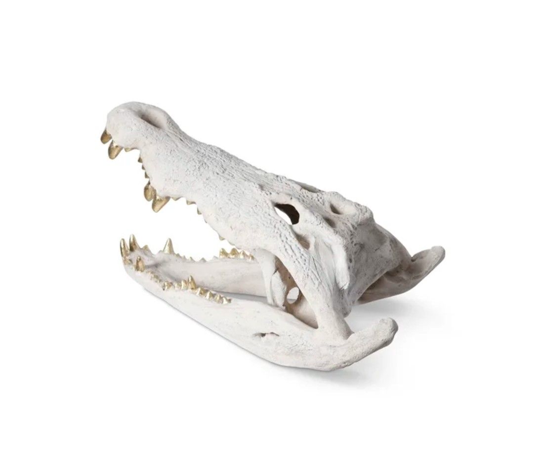 Crocodile Skull thumbnail 3
