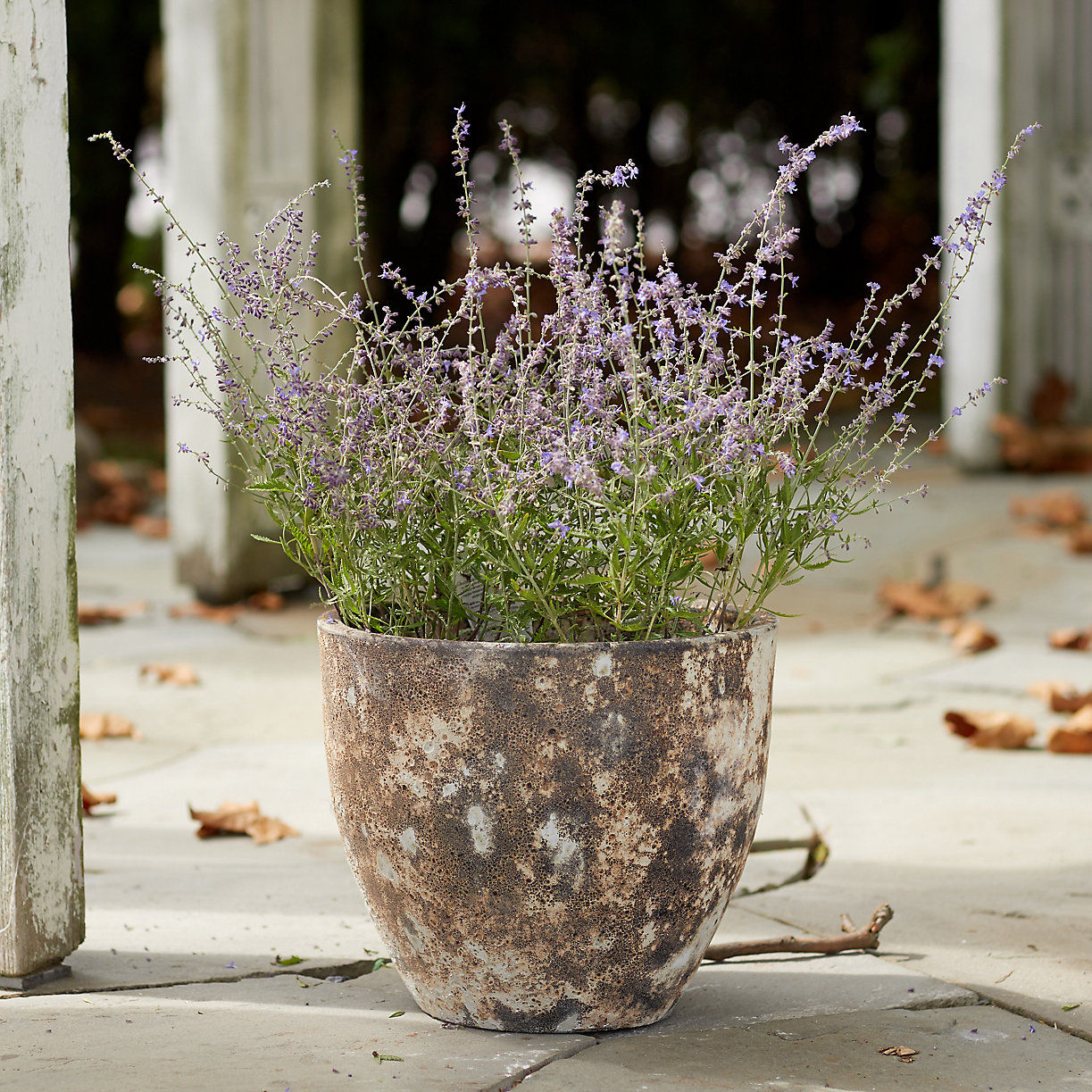 Barnacle Rounded Egg Planter thumbnail 2
