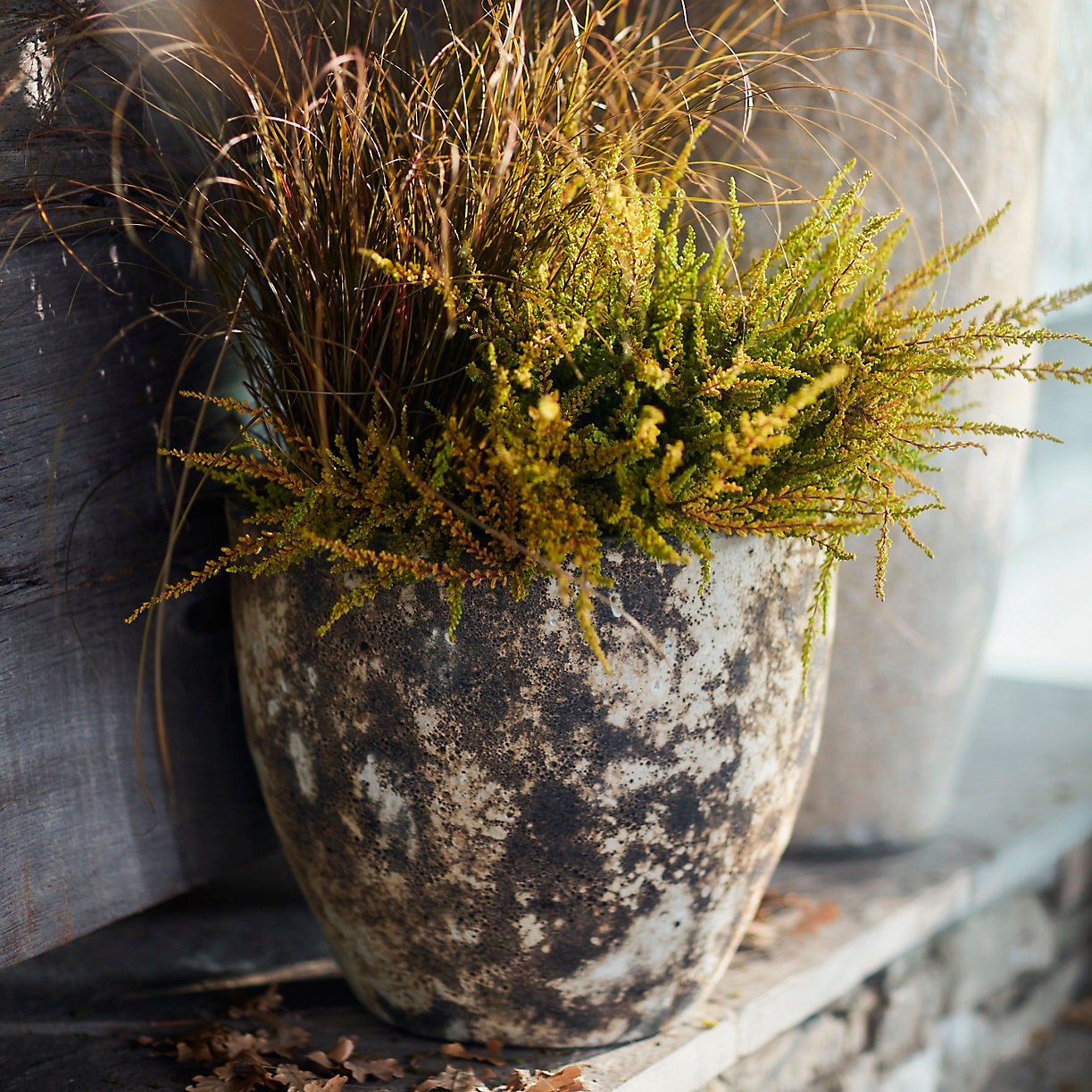 Barnacle Rounded Egg Planter thumbnail 3