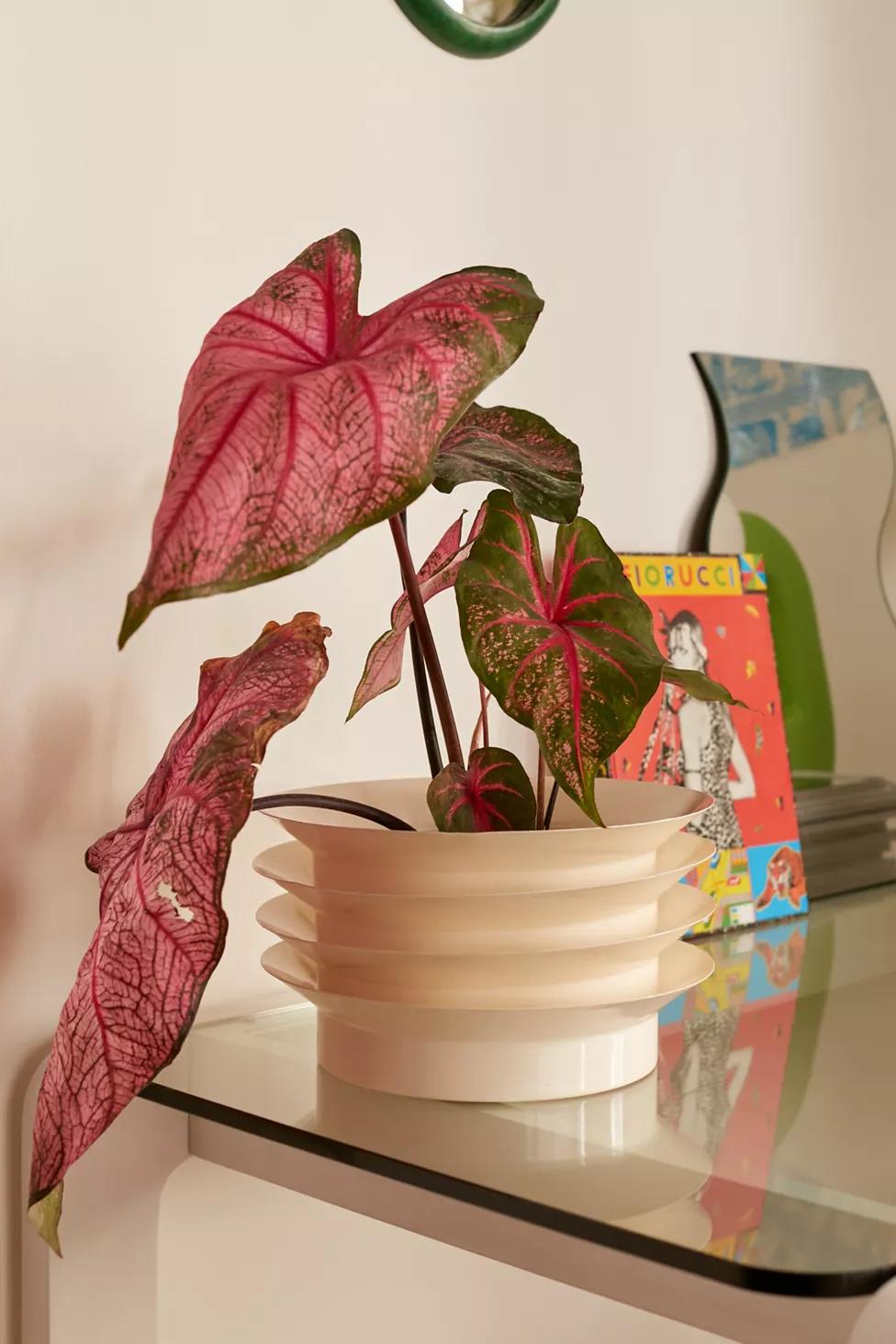 Cazz XL Planter thumbnail 2