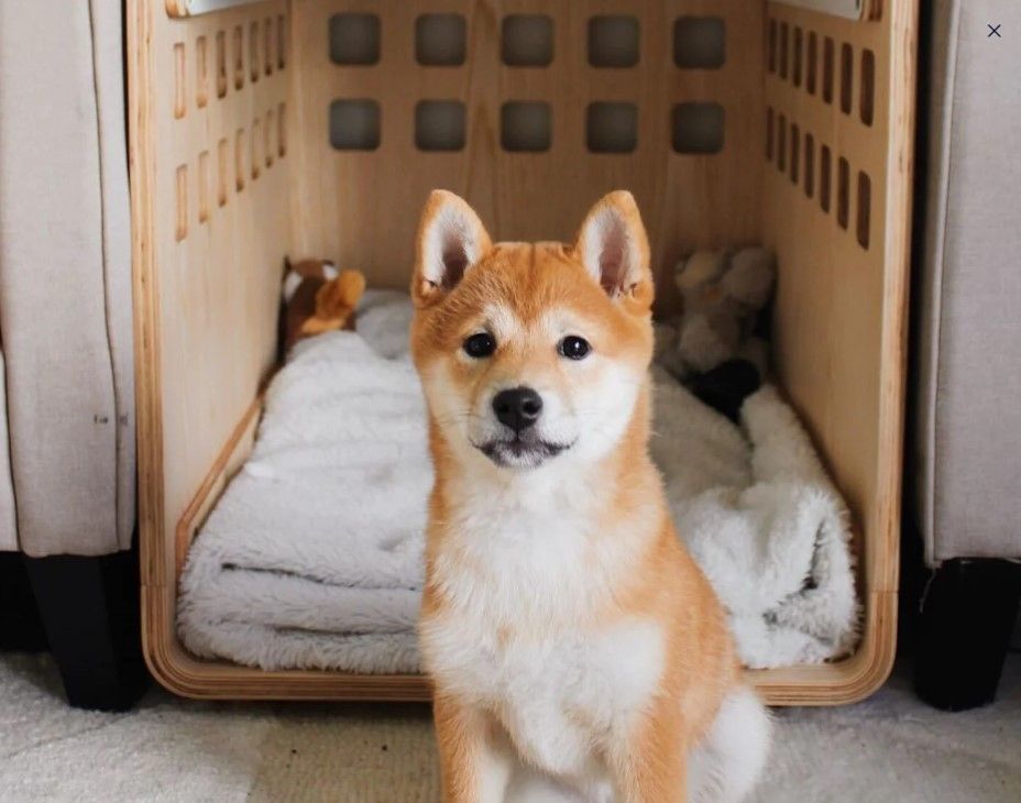 Dog Crate thumbnail 2