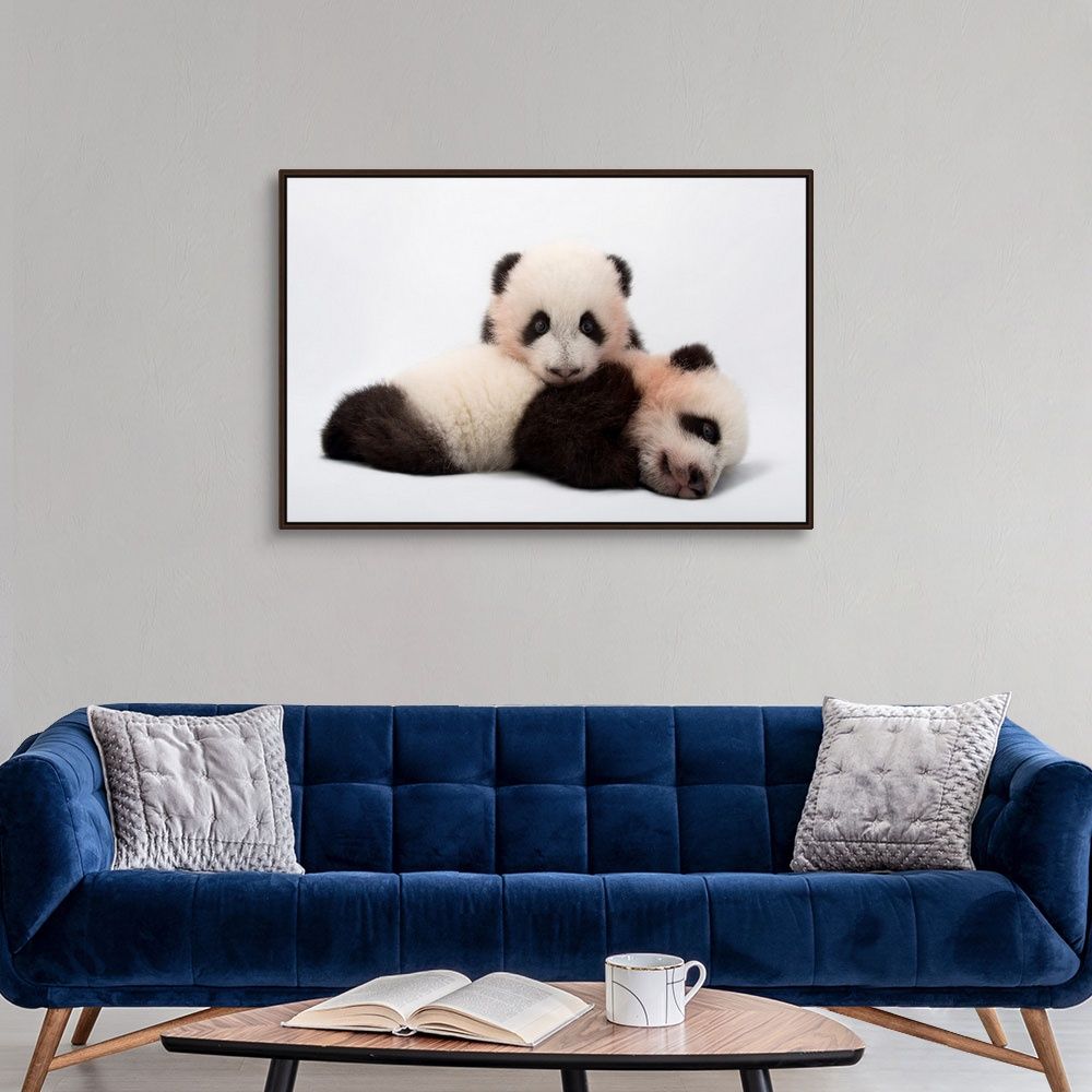 Twin Giant Panda Cubs Atlanta Wall Art thumbnail 2