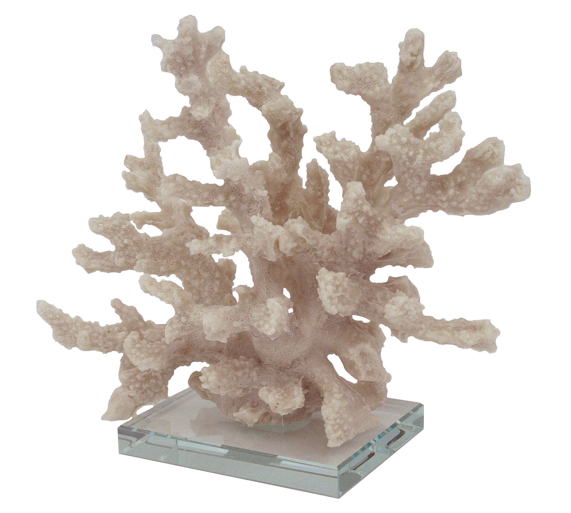 Branching Coral With Clear Glass Base thumbnail 2