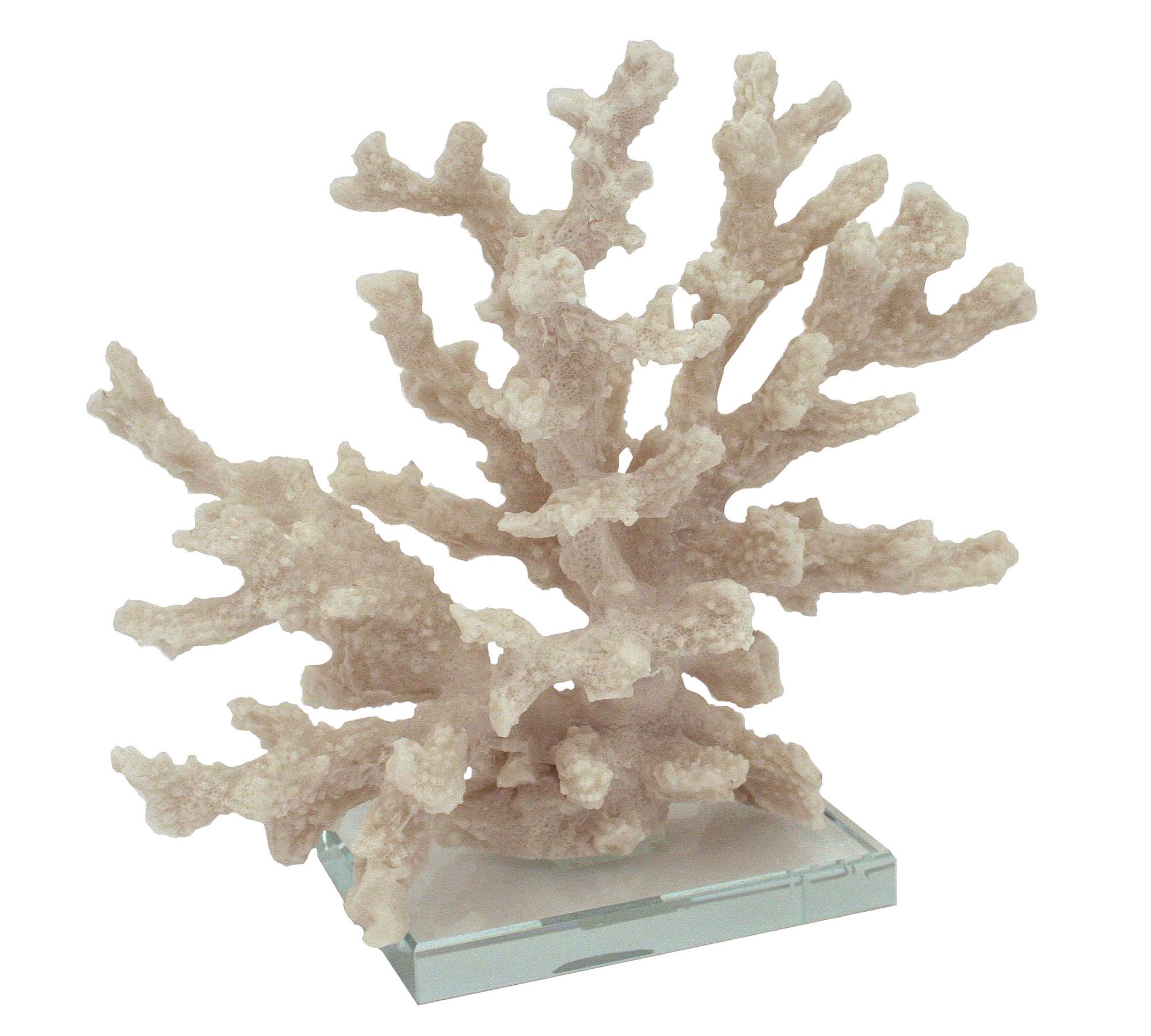 Branching Coral With Clear Glass Base thumbnail 3