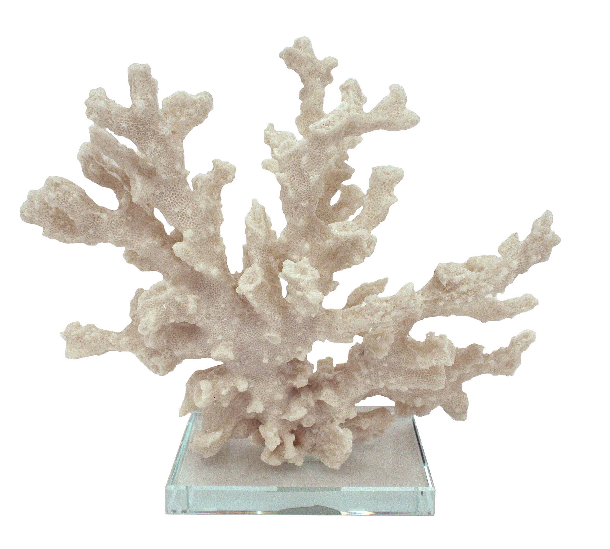 Branching Coral With Clear Glass Base thumbnail 4