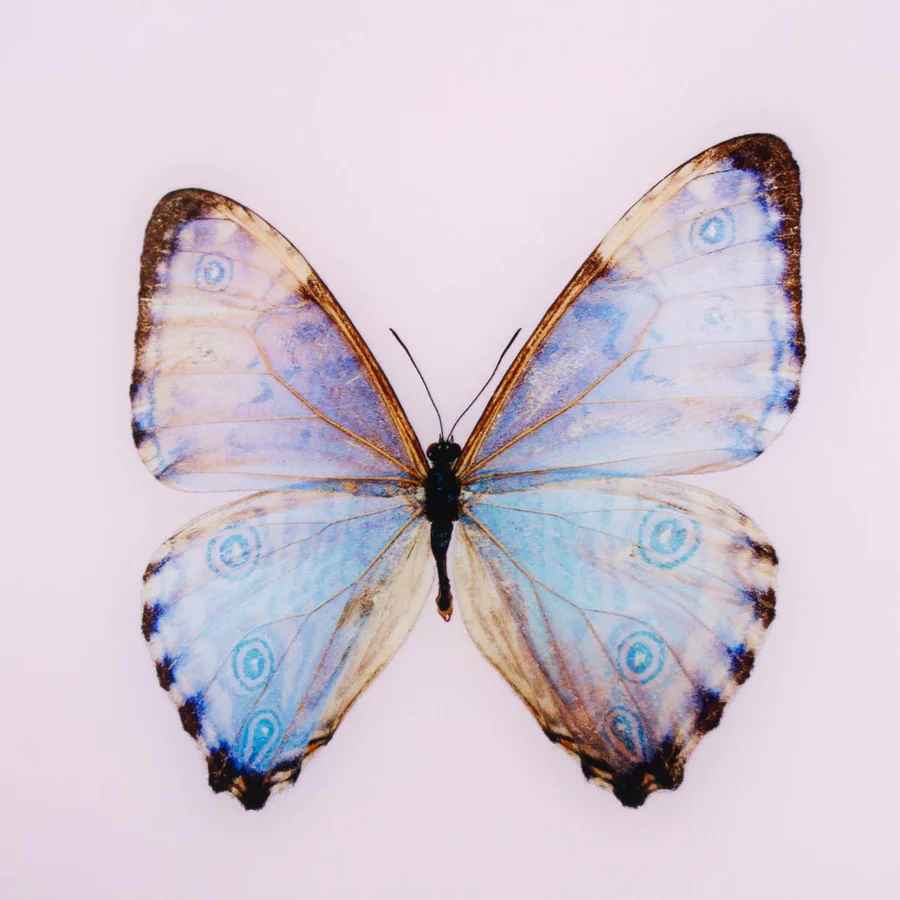Framed Butterfly Print in Pink Marshmallow-17.5"x23.5" thumbnail 3