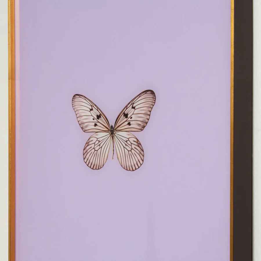 Framed Butterfly Print in Lavender-17.5"x23.5" thumbnail 2