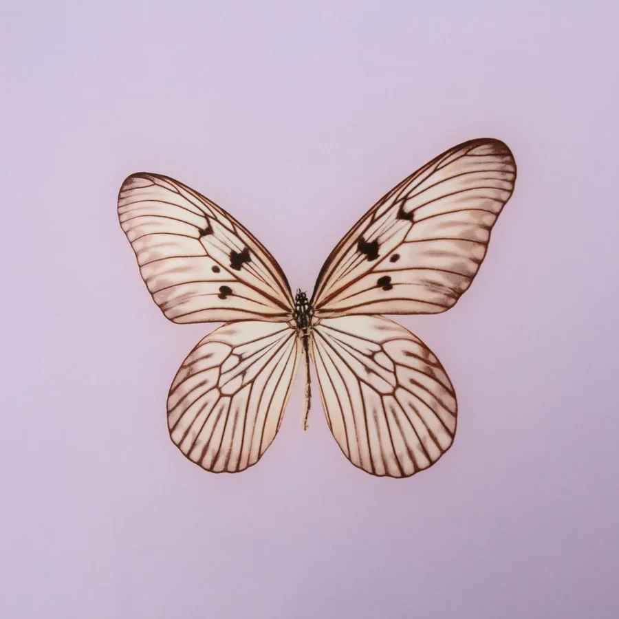 Framed Butterfly Print in Lavender-17.5"x23.5" thumbnail 3